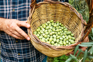 Fototapeta na wymiar Man holding a basket with freshly collected olives from the olive tree in the garden. Harvesting in mediterranean olive grove in Sicily, Italy. Gardener in ecobio garden.