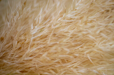 Pampas grass plant, close-up. against the sky. yellow texture. 