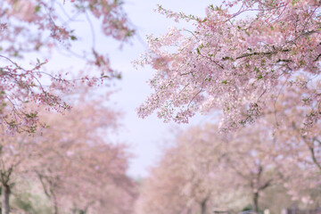 blühende Kirsche Sakura