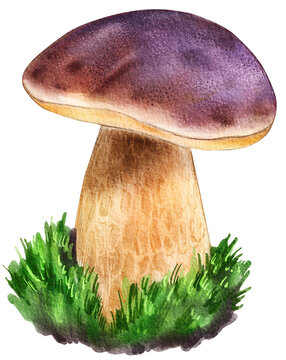 Boletus pinophilus, pine bolete or pinewood king bolete. Hand drawn watercolor mushroom isolated on white background.