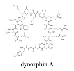 Dynorphin a endogenous opioid peptide molecule. Skeletal formula.