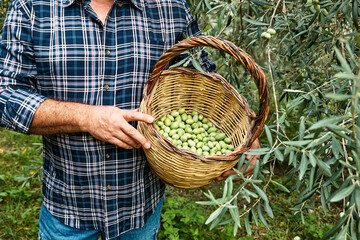 Man holding a basket with freshly collected olives from the olive tree in the garden. Harvesting in mediterranean olive grove in Sicily, Italy. Gardener in ecobio garden.