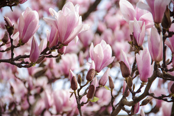 Magnolienblüten