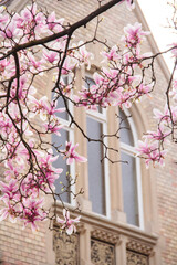 Magnolienblüten