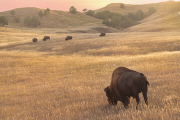 Field Of Bison In Badlands Natioinal Park