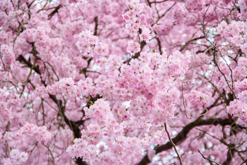 blühende Kirsche Sakura