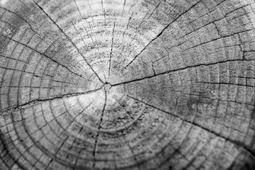 cross section of tree