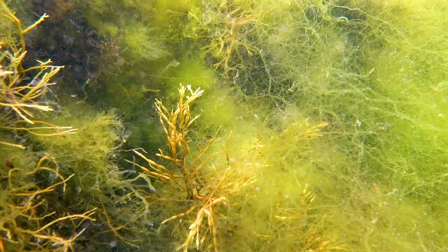 Brown algae macrophytes Cystoseira barbata and other green and red algae at the bottom of the Tiligul estuary, Black Sea