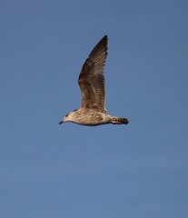 Young seagull in flight