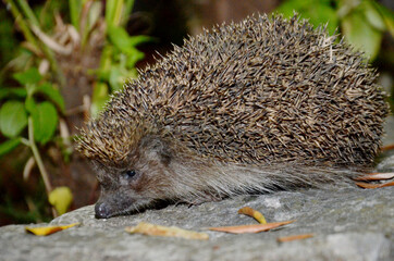spiny hedgehog, wild hedgehog, hedgehog in autumn
