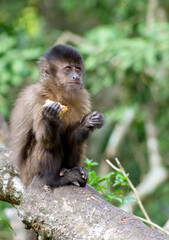 pin monkey eating banana on tree