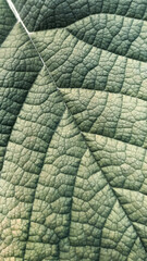 Macro of tropical plant leaf