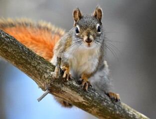 Native Red Squirrel