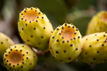 cactus plant fruit, cactus fig, very prickly and good-tasting cactus fruit. Macro photo close-up.