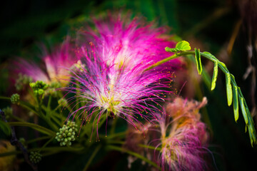 bee on thistle