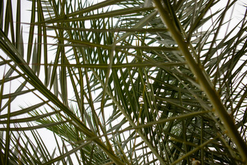 Fototapeta na wymiar View of palm trees from bottom up view. against the sky