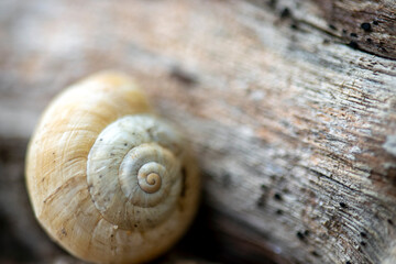 snail on a wooden background
