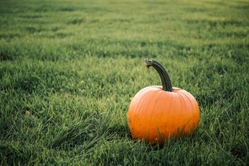 One big orange pumpkin on the green grass field background. Autumn season. Thanksgiving day. Farm harvest. Copy space. Banner. Landscape. Beautiful panoramic card. Nature decoration. Vegetables.