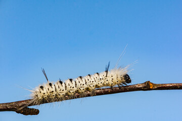 Hickory Tussock Caterpillar (Lophocampa caryae)