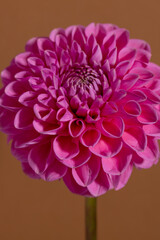 Pink Dahlia Flower on brown background. Beautiful ornamental blooming garden plant with clipping path.