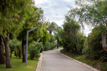 Tropical tree texture with sidewalk perspective, palm and similar.

