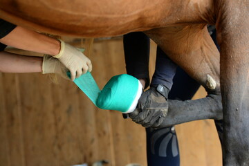 Tierärztin versorgt Pferdehuf und legt Verband an - obrazy, fototapety, plakaty