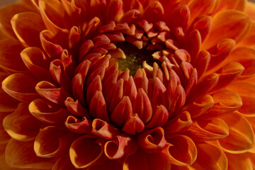 Beautiful orange coloured sunny Dahlia flower texture, close up view , flower on brown background 