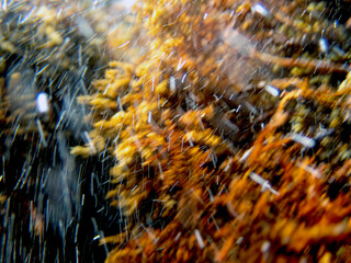 Alghe marine nel fondale di Giardini Naxos - 568