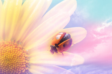 seven-spot ladybird, Coccinella septempunctata on a flower