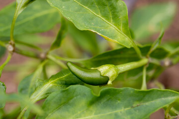 pepper plant, pepper vegetable.