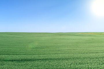 Obraz premium beautiful skyline landscape with green rye on farm field and clear blue sky with sun in summer