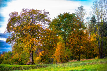 Naklejka premium autumn in the park
