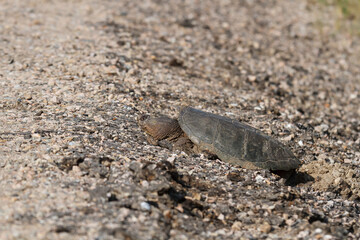 Large snapping turtle laying eggs on the gravel shoulder beside a highway. 