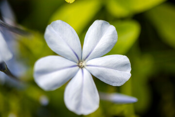 Fototapeta na wymiar white flower of a hydrangea