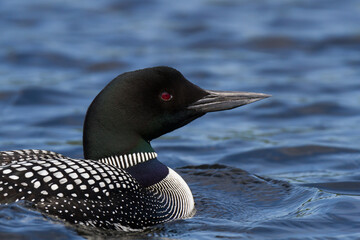 Portrait of a Common Loon