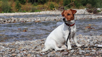 Pies przy górskim potoku. Jack Russell Terrier. Dog by the mountain stream. © jarizPJ