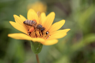 An orange daisy flower with a bee collecting orange pollen on it.