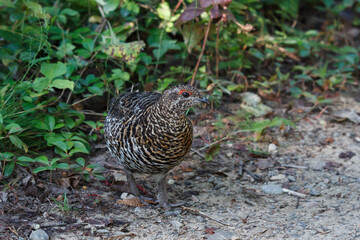 Spruce Grouse on a sandy path in Algonquin Park 