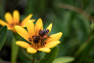 An orange daisy flower with a bee collecting orange pollen on it.