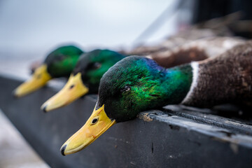 Mallards