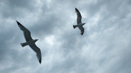 two seagulls flying in the sky and clouds