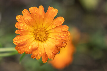 Ringelblume nach dem Regen