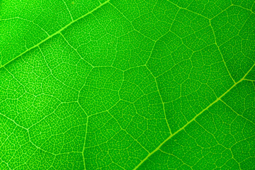 The structure of the green leaf. Makto