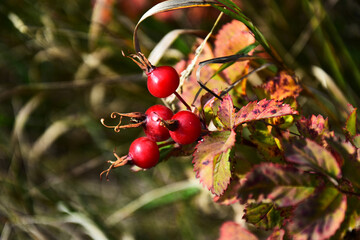 A close up image of a cluster or ripe red rose hips still on the shrub. 
