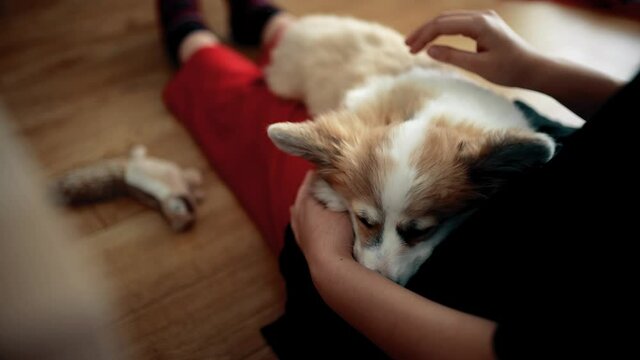 Top view of young happy woman stroking his cute friend funny corgi fluffy puppy. Animals and human friendship