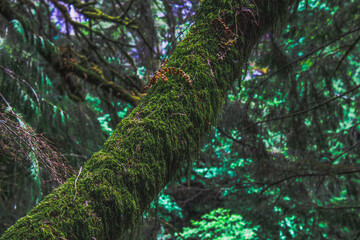 Fototapeta premium World On a Branch
