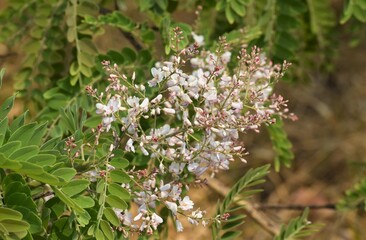 flor de sucupira