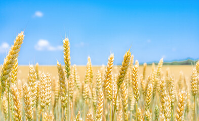 Yellow field with growing wheat © Nariman