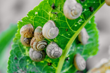 Snails perched on a leaf of a plant