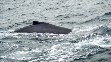 Fototapeta premium Humpback whale in Machalilla National Park, off the coast of Puerto Lopez, Ecuador
